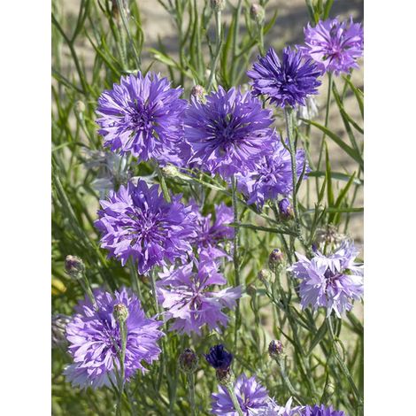 Bleuet 'Lady Mauve' le sachet de 350 graines (2g) (1/2)