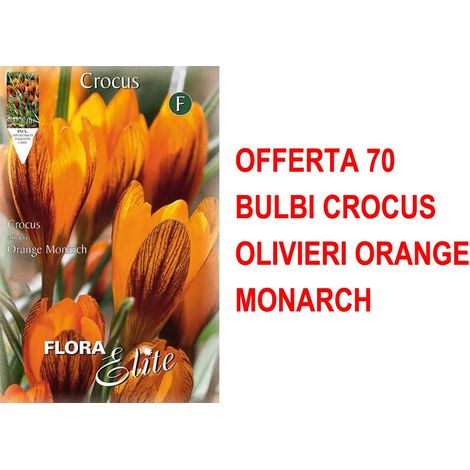 BULBI AUTUNNALI OFFERTA 70 BULBI CROCUS OLIVIERI ORANGE MONARCH BULBI BULBS BULBES