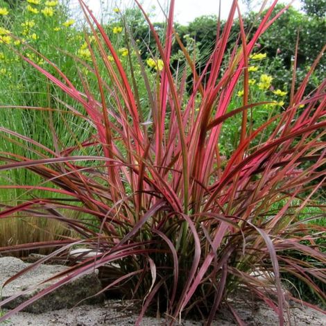 Herbe aux écouvillons Firework/Pot de 3L (1/3)