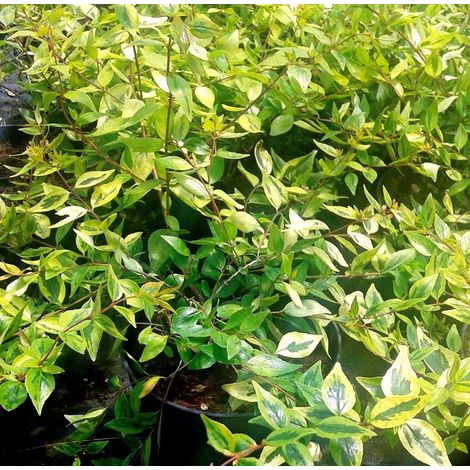 1 Planta de Abelia Amarilla. Abelia GOLD Sport. Altura 20 - 30 Cm