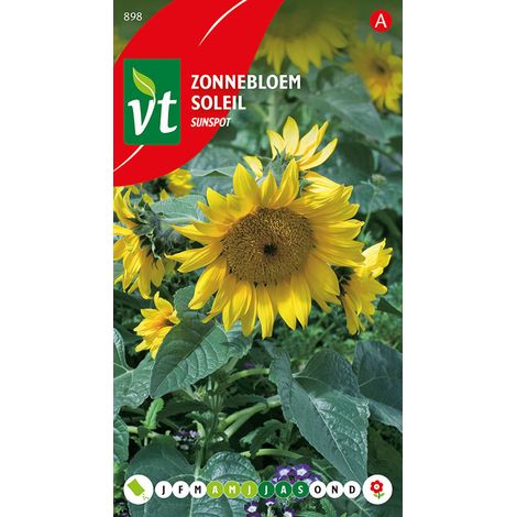 Tournesol Nain Sunspot - Ca. 1,5 gr (Livraison Gratuite)