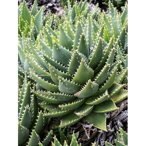 Aloe nain Pot de 2L/3L