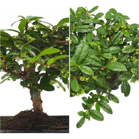 Bonsai Carmona. 5 A�os. Bonita Floraci�n
