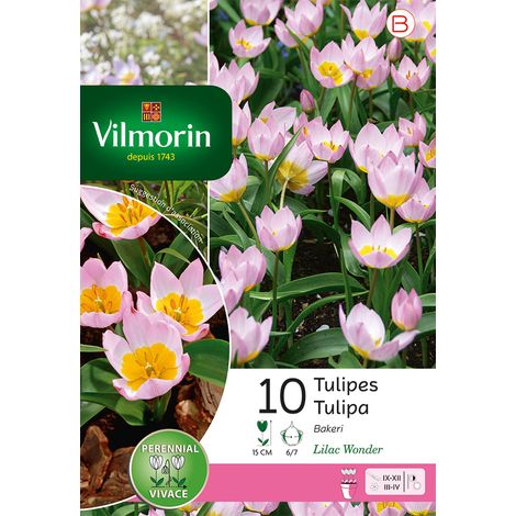 Vilmorin Tulipe Lilac Wonder (x10) (1/2)