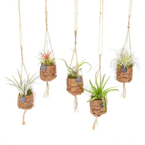 Tillandsia Birdnest Mix Lot de 5 Plantes Décoratives d’Intérieur 7 cm x 5 cm - PANGIVO