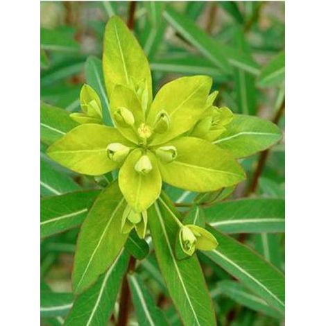 Euphorbe cornigera Godet de 8/9 cm (1/2)