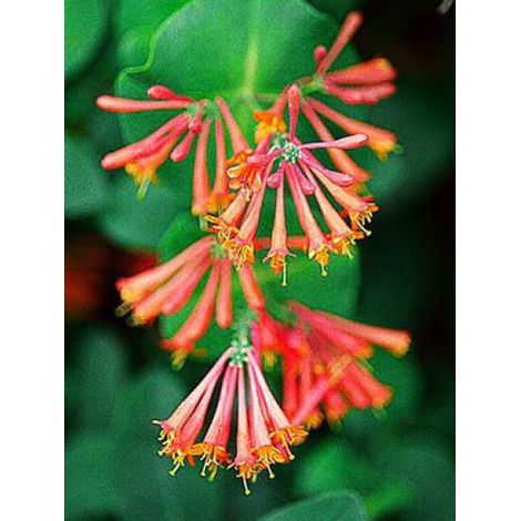 Chèvrefeuille grimpant 'Dropmore Scarlet' Pot de 2L/3L (1/4)