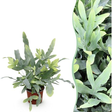 Phlebodium aureum Blue Star - Fougère Bleue Plante d'Intérieur Non Toxique Animaux - Pot 12cm H25cm - PANGIVO (1/5)