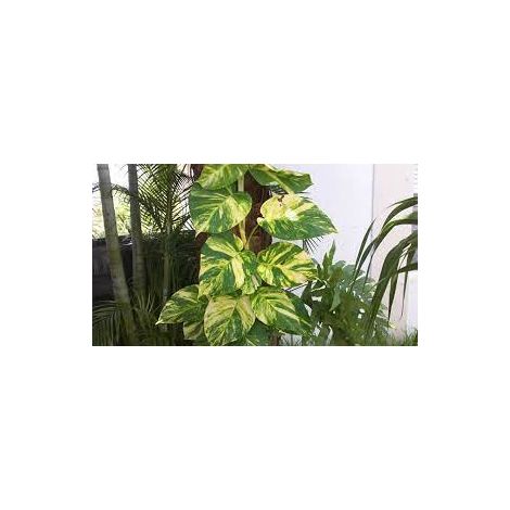 Pothos pianta da interni Vaso 18 Foto Reali Potos, Potus, Photus pianta pendente