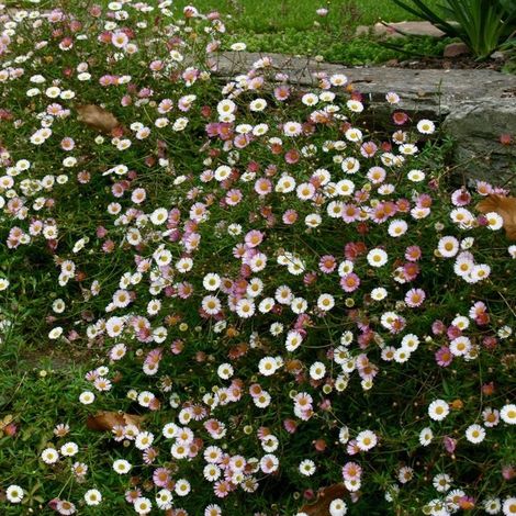 4 x Vergerette de Karvinski - Erigeron karvinskianus - godet
