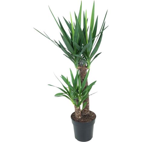 Yucca Elephantipes Plante d'Intérieur Décorative Facile Entretien Pot Ø21 cm Hauteur 100 cm - PANGIVO (1/4)