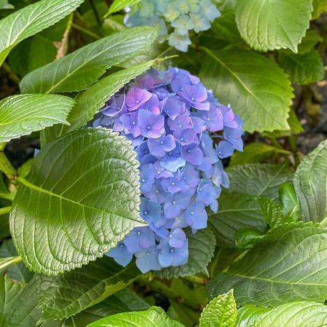 Hortensia à grandes feuilles 'Bodensee' (Hydrangea macrophylla 'Bodensee') (1/2)