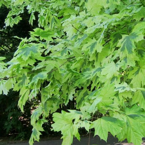 Érable plane Drummondii, Acer platanoides/Pot de 30L - Tige 6/8
