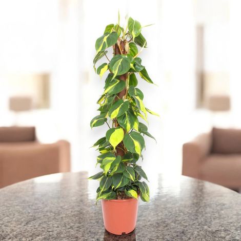 Gardenaria Philodendron scandens 'Brasil' - Pianta da interno ornamentale - Altezza: 60 cm (vaso 12)