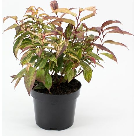Bloomique - Leucothoe Walteri Rainbow - Bruyère raisin - Arbuste - Plante de jardin - Feuillage panaché - Coloration rouge automnale - Rustique - Convient également à l'ombre - Hauteur 20-25 cm - Pot  (1/4)