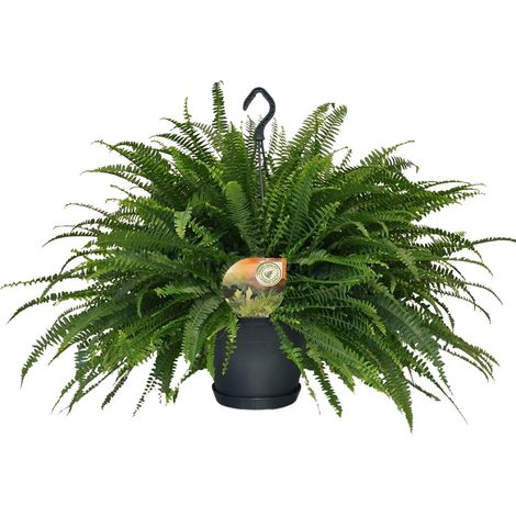 Fougère de Boston Nephrolepis Green Lady - Plante d'Intérieur Dépolluante - Ø20 cm - 60 cm - PANGIVO (1/4)