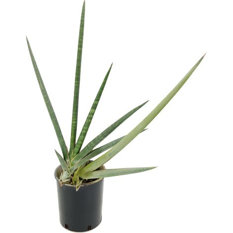 Sansevieria cylindrica - dente di Facocero - vaso 20 cm (1/2)
