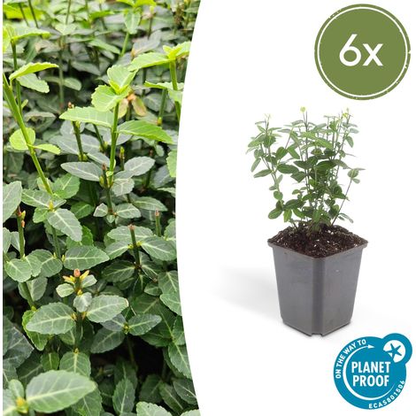 Lot de 6 Fusains Rampants Euonymus fortunei radicans Couvre-sol Persistant 10-25 cm Pot Ø 9 cm - PANGIVO (1/5)