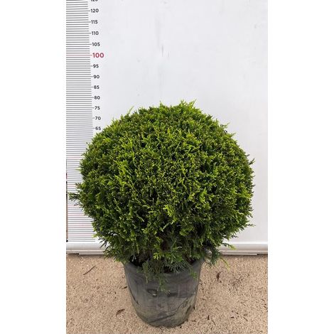 PIANTA DI CUPRESSOCYPARIS LEYLANDII C.W GOLD PALLA VASO  CLT 35 (foto reali)