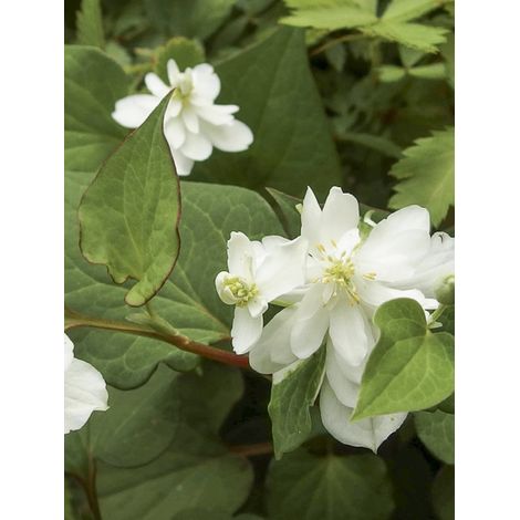 Houttuynia 'Flore Pleno' Godet de 8/9 cm
