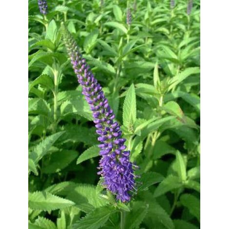 Véronique à longues feuilles 'Blauriesin' Godet de 8/9 cm