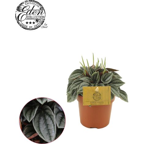Peperomia Napoli Nights Plante Verte d'Intérieur Décorative Ø 10,5 cm Hauteur 15 cm - PANGIVO (1/5)