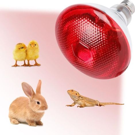 1Lampe Chauffante Infrarouge 250W à Lumière Rouge E27, Terrarium de Reptiles, pour Élevages de Poulets, Porcs, Chiens (1/5)