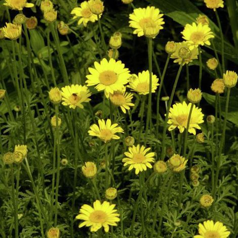 4 x Œil de bœuf  - Anthemis hybrida 'Kelwayi'  - godet 9x9 cm