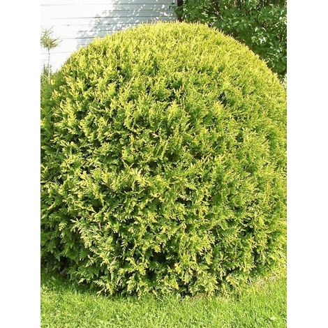 Thuya du Canada 'Danica Aurea' Pot de 7,5L/10L (1/3)