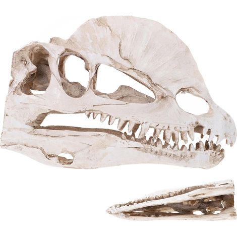 Modèle de Crâne de Dinosaure Design Réaliste Beige en Résine Délicat et Créatif et Ornement Festif Couleur Aléatoire pour Décoration de Bureau Voiture (1/5)