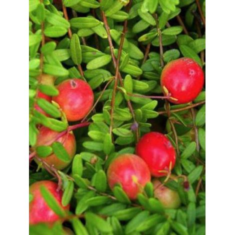 Canneberge, Airelle à gros fruits 'Early Black' Pot de 1,5L/2L, Buisson