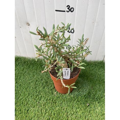 Pianta Grassa Pachypodium Succulentum, foto reali