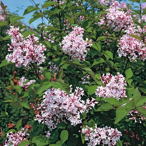 Syringa microphylla 'Superba' - 40-60 cm pot