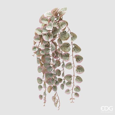 EDG Ceropegia Cadente Verde E Rosa H 47 cm (1/3)