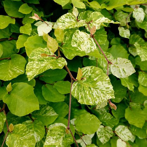Fagus sylvatica Rolf Marquardt - Hêtre nain panaché Pot de 4L/5L