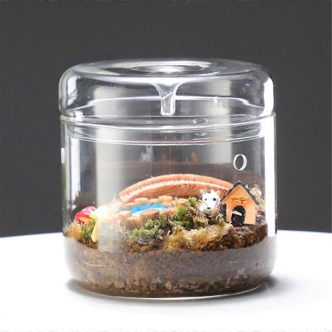 Mikrolandschafts-Glasterrarium mit Tautropfenauffangdeckel, Bonsai S (1/5)