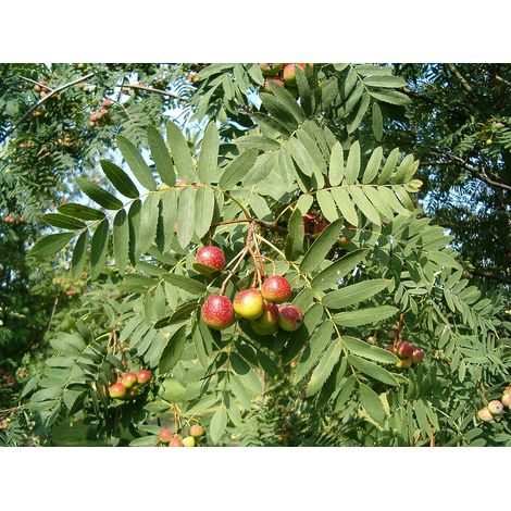 Sorbo domestico albero da frutto h 150cm 3 anni