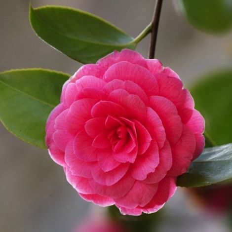 Camélia du Japon 'Madame Lebois' (Camellia japonica 'Madame Lebois') (1/3)