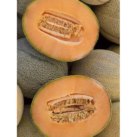 Melon 'Rerato Degli Ortolani Bio' le sachet de 15 graines environ (Sachet de 15 grainesg)