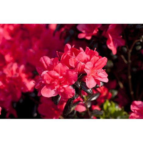 Japanische Azalee 'Maruschka'® Rhododendron obt.'Maruschka'  -R- C 2 15-  20