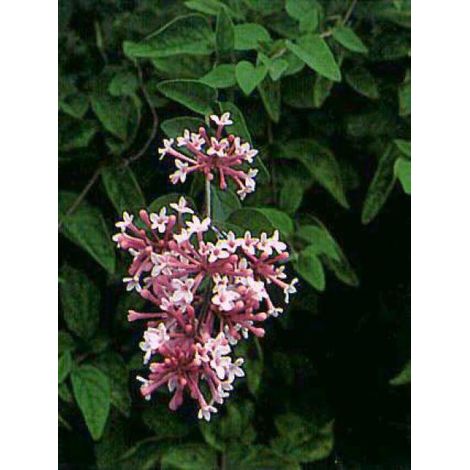 Syringa microphylla 'Superba' Pot de 2L/3L (1/4)