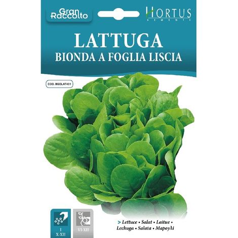 Lattuga Bionda a foglia liscia Gran Raccolto