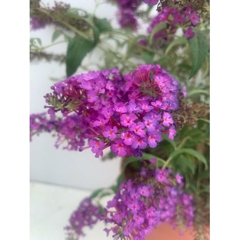 PIANTA DI BUDDLEIA O BUDDELJA IN VASO 24 CM (foto reale) fiore viola