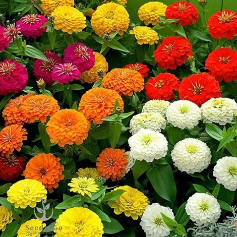 Zinnia Mélange Semences 1000 – Fleurs Été Colorées, Floraison Abondante, Engrais Inclus, Culture Facile Jardin (1/4)