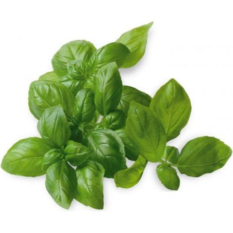 Semi di basilico italiano classico per pesto con foglie profumate per orto e giardino -Foglia stretta genovese (1/5)