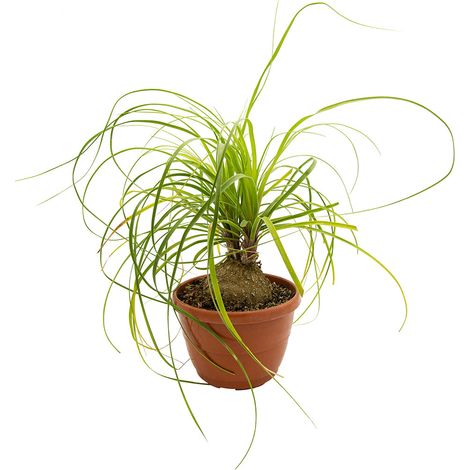 Beaucarnea recurvata - pianta mangiafumo - vaso basket