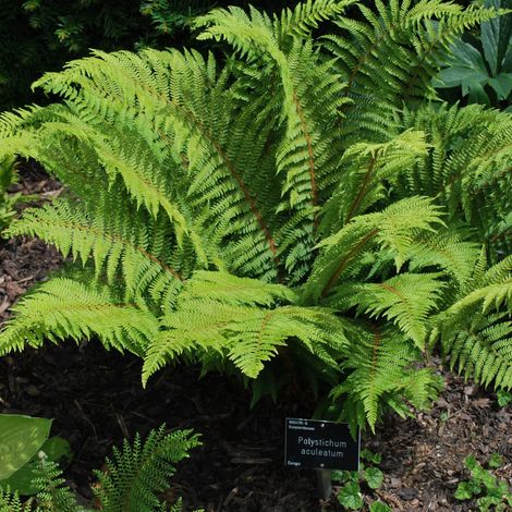 4 x Aspidie lobée - Polystichum aculeatum - godet 9x9 cm (1/5)