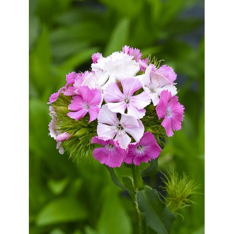 Œillet barbu, œillet du poète 'Flora Pearl Appleblossom' le sachet de 500 graines (0,5g) (1/2)