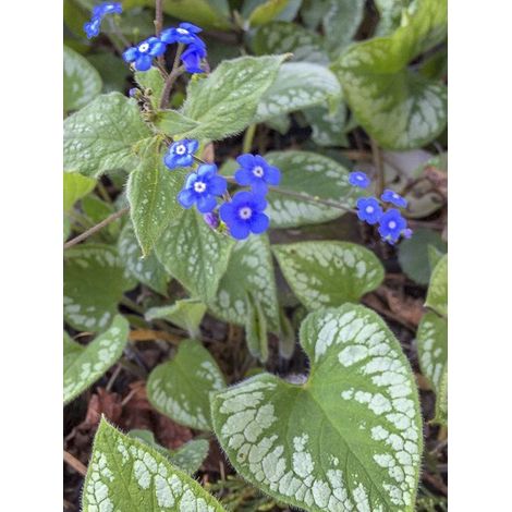 Buglosse de Sibérie 'Emerald Mist' Godet de 8/9 cm (1/2)
