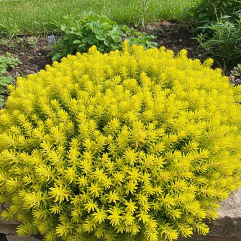Orpin réfléchi Yellow Cushion, Sedum/Lot de 9 godets